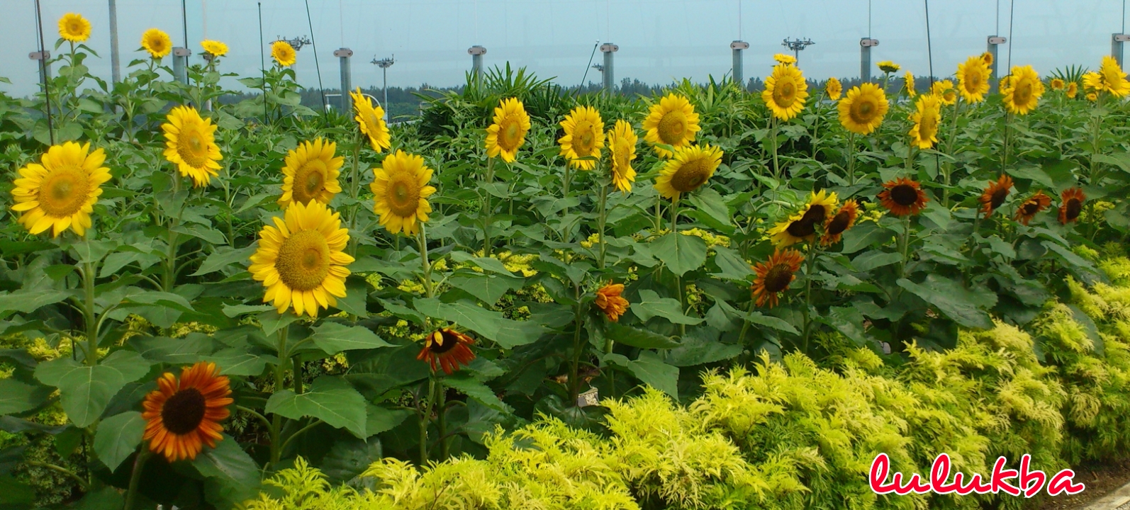 My Journey My Destiny Menikmati kebun bunga matahari di 
