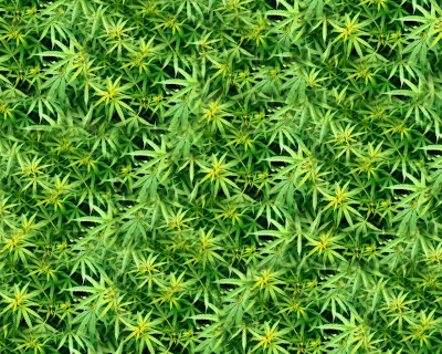 weed wallpaper. wallpaper marijuana.