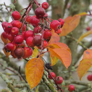 Malus floribunda or Ornamental Crabapple