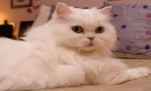 4 Jenis Kucing Persia Paling Digemari dan Populer di Indonesia | Kicau