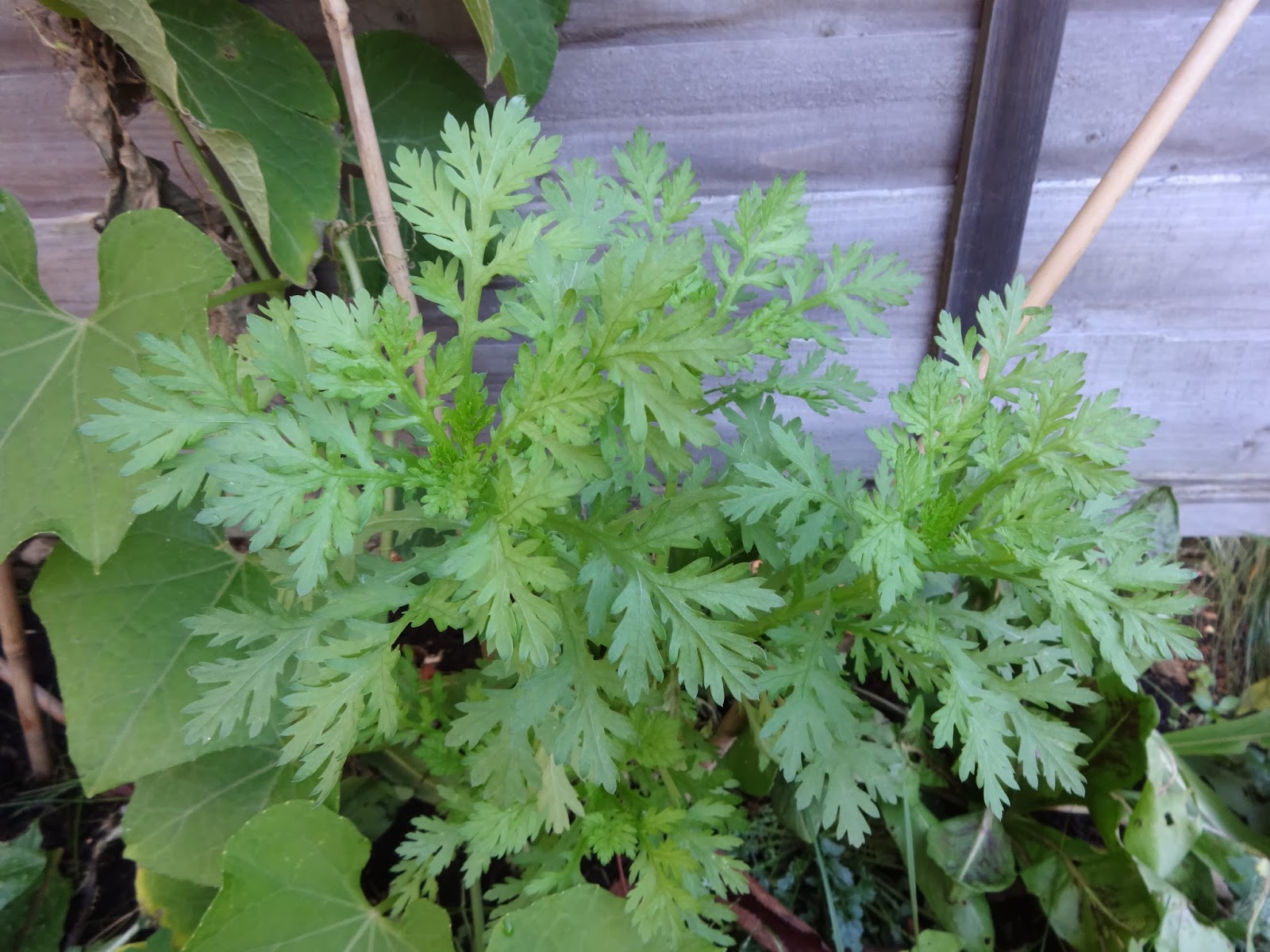 Herbs from Distant Lands: Chrysanthemum coronarium  Chop suey greens 