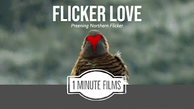 Northern Flicker Video