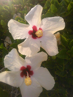 hibisco blanco