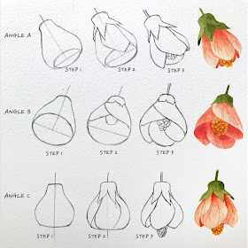 07-Abutilon-Flowering-Maple-Kate-Kyehyun-Park-www-designstack-co