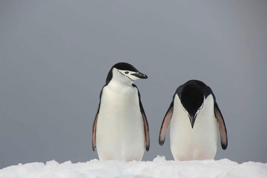 14 Entries To The 2017 Comedy Wildlife Photography Awards That Will Make You Laugh Your Heart Out - Trouble In Parad’ice, Antarctica By Peter Odeh