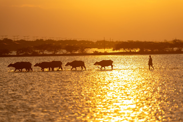 wetland water birds birding nature conservation travel pulicat lake chennai wildlife