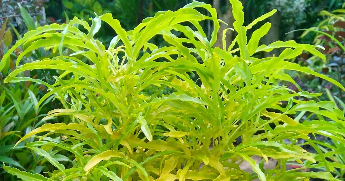   Klasifikasi Brokoli  Kuning