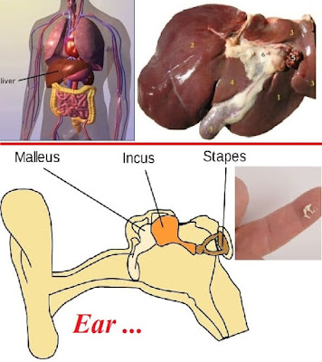 Physiology general knowledge