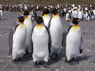 king penguin