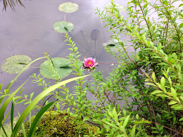 蓮の花