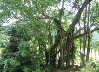 Thung Nham Bird Garden.