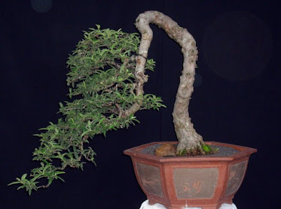 Pohon Bonsai Jambu Kerikil
