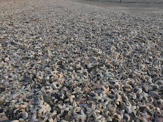 starfish strandings, England