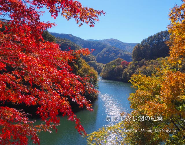 [長野] もみじ湖の紅葉まつり