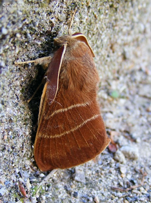 http://www.biodiversidadvirtual.org/insectarium/Macrothylacia-digramma-img574631.html