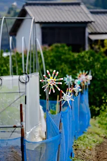 Japanese farm fields