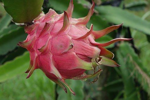 Dragon Fruit - Increasing Attraction among Farmers and Consumers