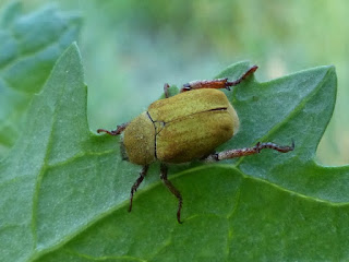 Hoplie argentée - Hoplia argentea 