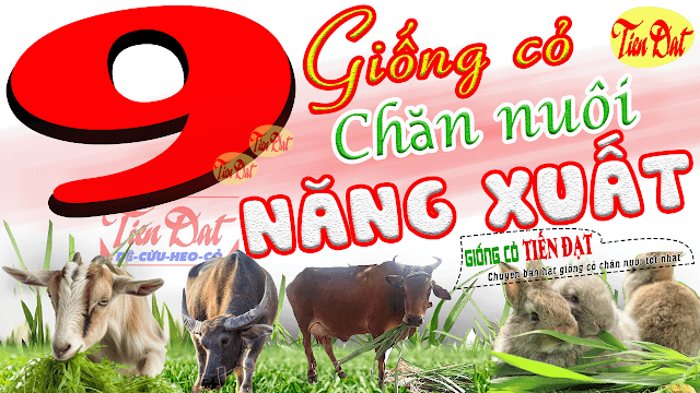 9 Loại giống cỏ có năng suất cao nhất tại Việt Nam