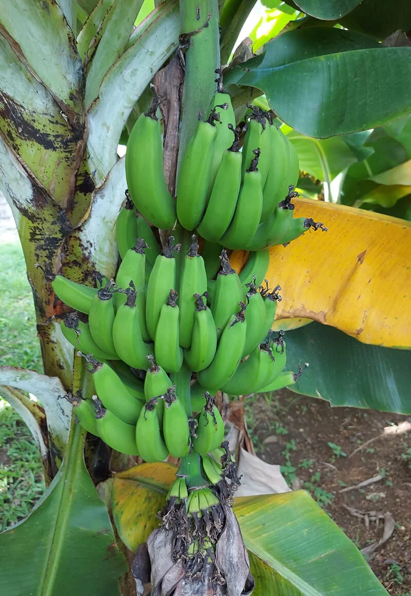 A bunch of green banana hanging on a tree.