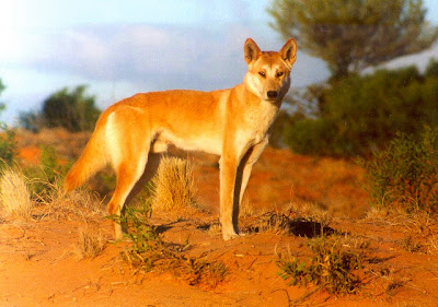 desert dingo wallpaper