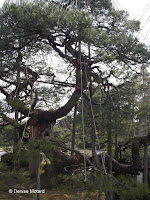 Permanent supports and yukitsuri (winter protections) - Kenroku-en Garden, Kanazawa, Japan