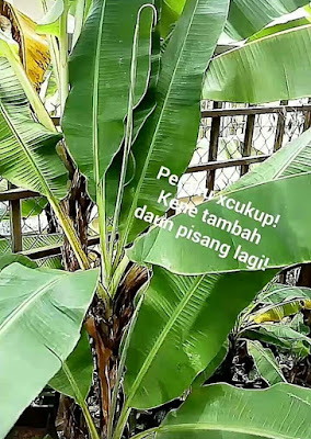 Matahati: Cara Membuat Tepung Pelita