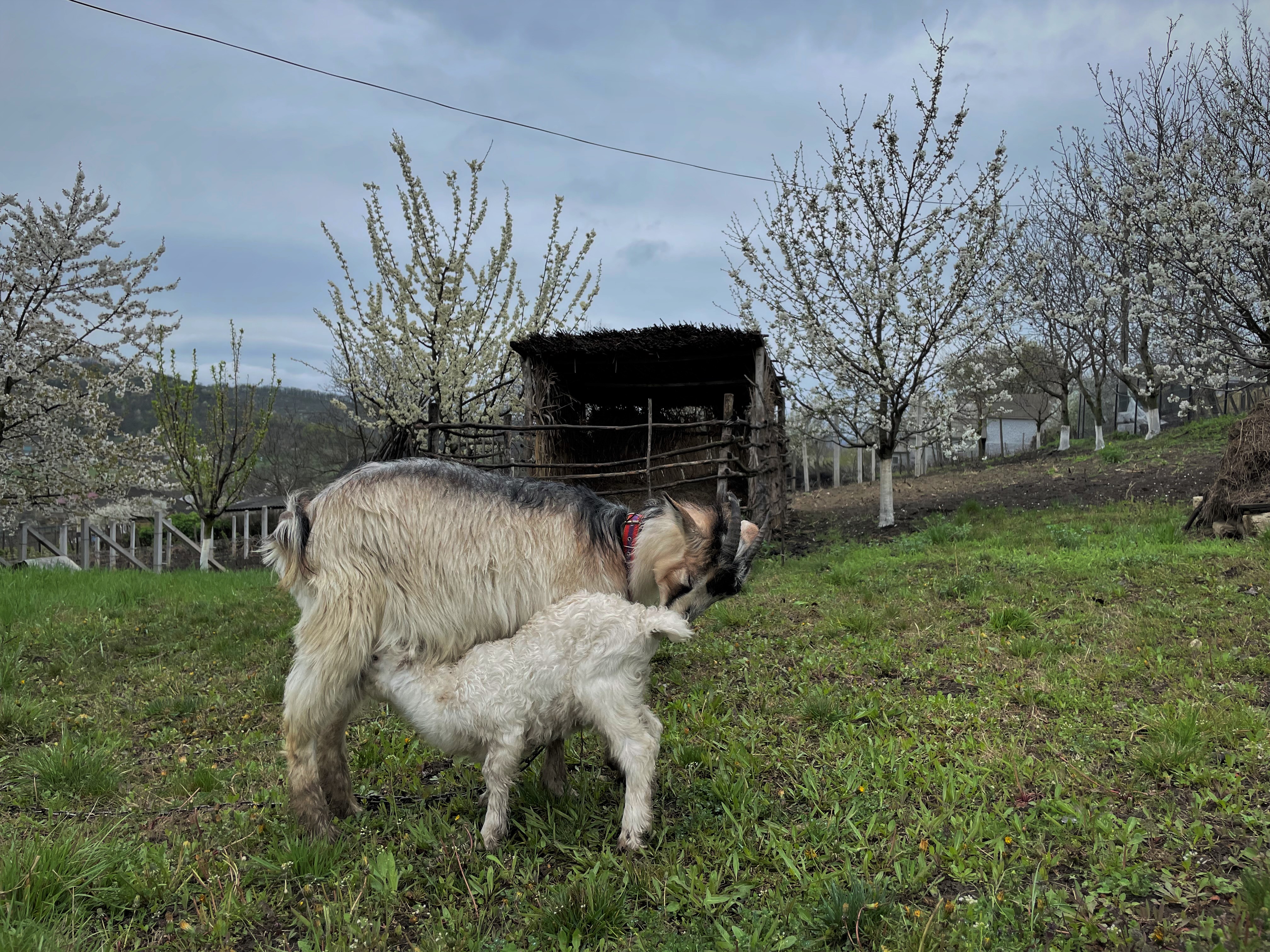 A little over 1-week-old baby goat and his mom in Chiscareni, Moldova