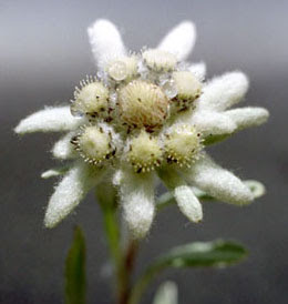 Bunga Edelweiss, Lambang Cinta yang Abadi