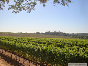 vinícola Groot Constantia