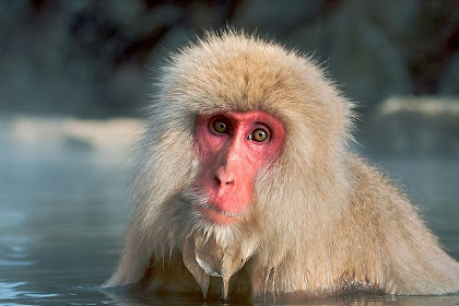 types of cute monkeys Monkey breeds