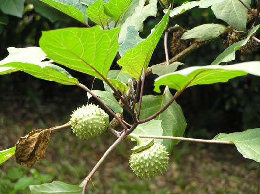 TEMPATKU LEPAK.COM, TAMAN HERBA SEMULAJADI DAN DUSUN BUAH 