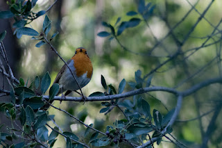 Robin