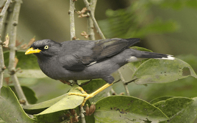 burung jalak kebo