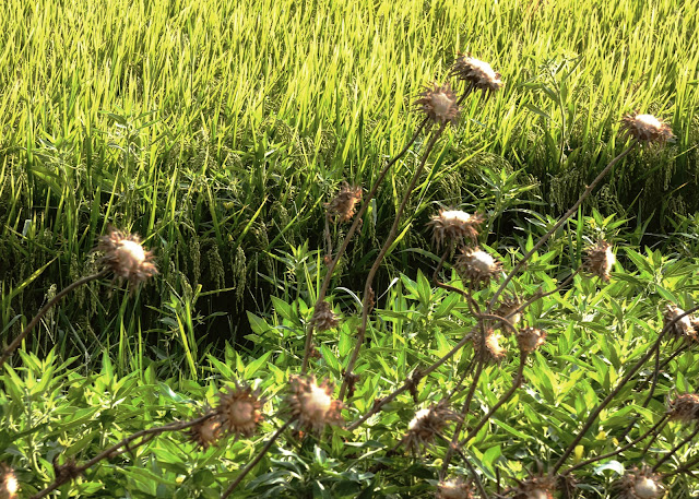 Rice Paddy with Thistle at Vic Fazio Wildlife Refuge Yolo Basin California