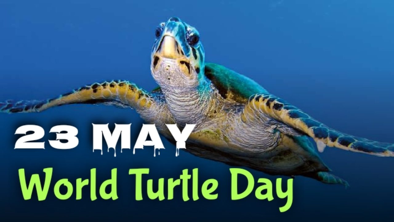 World Turtle Day 23 May Current Affairs Ca Daily Updates