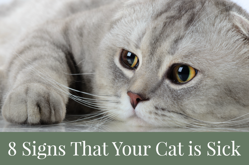 8 Signs That Your Cat is Sick | Pawsitively Pets