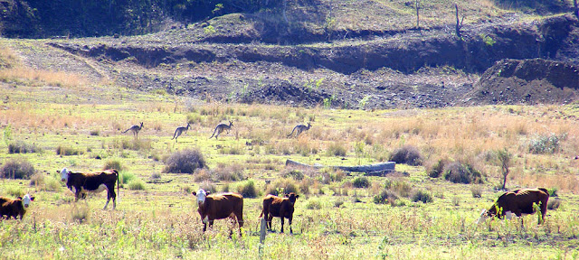 Eastern Grey Kangaroos in a cattle paddock, Darling Downs, Queensland, Australia. Photographed by Susan Walter. Tour the Loire Valley with a classic car and a private guide.