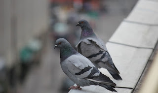 Tips Maintaining Birds Pigeons