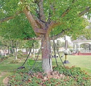 Prisoner Tree