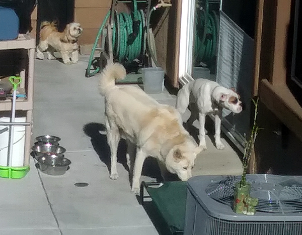 The White Shepherd, Lhasa Apso and American Bulldog milling about in my neighbor's backyard...on April 30, 2021.