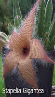 Stapelia Gigantea