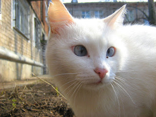 Cross-Eyed White Kitty