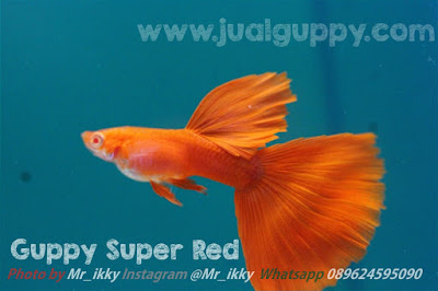 Jual Guppy Merah Full Red,  Harga Guppy Merah Full Red,  Toko Guppy Merah Full Red,  Diskon Guppy Merah Full Red,  Beli Guppy Merah Full Red,  Review Guppy Merah Full Red,  Promo Guppy Merah Full Red,  Spesifikasi Guppy Merah Full Red,  Guppy Merah Full Red Murah,  Guppy Merah Full Red Asli,  Guppy Merah Full Red Original,  Guppy Merah Full Red Jakarta,  Jenis Guppy Merah Full Red,  Budidaya Guppy Merah Full Red,  Peternak Guppy Merah Full Red,  Cara Merawat Guppy Merah Full Red,  Tips Merawat Guppy Merah Full Red,  Bagaimana cara merawat Guppy Merah Full Red,  Bagaimana mengobati Guppy Merah Full Red,  Ciri-Ciri Hamil Guppy Merah Full Red,  Kandang Guppy Merah Full Red,  Ternak Guppy Merah Full Red,  Makanan Guppy Merah Full Red,  guppy breeding Guppy Merah Full Red,  guppies for sale Guppy Merah Full Red,  guppy care Guppy Merah Full Red,  breeding guppiesGuppy Merah Full Red,  male guppiesGuppy Merah Full Red,  female guppiesGuppy Merah Full Red,  guppy aquariumGuppy Merah Full Red,  baby guppiesGuppy Merah Full Red,  poecilia reticulataGuppy Merah Full Red,  guppy tankGuppy Merah Full Red,  guppy fryGuppy Merah Full Red,  guppy giving birthGuppy Merah Full Red,  how long do guppies liveGuppy Merah Full Red,  guppysGuppy Merah Full Red,  guppy guppyGuppy Merah Full Red,  guppy foodGuppy Merah Full Red,  guppy breeding tankGuppy Merah Full Red,  fantail guppyGuppy Merah Full Red,  guppy breedsGuppy Merah Full Red,  guppy sGuppy Merah Full Red,  wild guppiesGuppy Merah Full Red,  guppy babiesGuppy Merah Full Red,  guppy varietiesGuppy Merah Full Red,  freshwater guppies Guppy Merah Full Red,  guppy female Guppy Merah Full Red,  tropical guppies Guppy Merah Full Red,  female guppies for saleGuppy Merah Full Red,  guppy priceGuppy Merah Full Red,  raising guppiesGuppy Merah Full Red,  guppies for sale onlineGuppy Merah Full Red,  guppy infoGuppy Merah Full Red,  buy guppies onlineGuppy Merah Full Red,  guppy saleGuppy Merah Full Red,  buy guppiesGuppy Merah Full Red,  guppy diseasesGuppy Merah Full Red,  guppies onlineGuppy Merah Full Red,  caring for guppiesGuppy Merah Full Red,  best food for guppiesGuppy Merah Full Red,  food for guppiesGuppy Merah Full Red,  blue guppyGuppy Merah Full Red,  guppy breeding setupGuppy Merah Full Red,  guppy birthGuppy Merah Full Red,  guppy speciesGuppy Merah Full Red,  gestation period for guppiesGuppy Merah Full Red,  guppys onlineGuppy Merah Full Red,  guppy care sheetGuppy Merah Full Red,  guppy blue  Jakarta,  keeping guppies  Bandung,  guppies for sale cheap  Medan,  the guppy  Bali,  guppy breeding cycle  Makassar,  show guppies  Jambi,  thai guppy  Pekanbaru,  male and female guppies  Palembang,  what to feed baby guppies  Sumatera,  yellow guppy  Langsa,  guppy names  Lhokseumawe,  guppy gestation period  Meulaboh,  feeding guppies  Sabang,  guppy genetics  Subulussalam,  guppy show  Denpasar,  turquoise guppy  Pangkalpinang,  guppy fry care  Cilegon,  guppy games  Serang,  guppy gestation  Tangerang Selatan,  guppy colors  Tangerang,  guppy tank setup  Bengkulu,  trinidadian guppies  Gorontalo,  guppies having babies  Kota Administrasi Jakarta Barat,  guppy strains  Kota Administrasi Jakarta Pusat,  what do guppies eat  Kota Administrasi Jakarta Selatan,  what to feed guppies  Kota Administrasi Jakarta Timur,  guppy life span  Kota Administrasi Jakarta Utara,  how to care for guppies  Sungai Penuh,  guppy male and female  Jambi,  what is a guppy  Bandung,  guppy natural habitat  Bekasi,  german guppy  Bogor,  guppy poecilia reticulata  Cimahi,  guppy images  Cirebon,  images of guppies  Depok,  fishguppy  Sukabumi,  guppy facts  Tasikmalaya,  how many babies do guppies have  Banjar,  how big do guppies get  Magelang,  how to take care of guppies  Pekalongan,  fan tailed guppies  Purwokerto,  guppy pregnant  Salatiga,  guppy life cycle  Semarang,  temperature for guppies  Surakarta,  what are guppies  Tegal,  guppies restaurant  Batu,  guppy definition  Blitar,  guppy meaning  Kediri,  guppy size  Madiun,  define guppy  Malang,  guppy wiki  Mojokerto,  how do guppies give birth  Pasuruan,  baby guppys  Probolinggo,  guppies bar  Surabaya,  how many fry do guppies have  Pontianak,  guppy behavior  Singkawang,  how many babies does a guppy have  Banjarbaru,  where do guppies come from  Banjarmasin,  how do guppies reproduce  Palangkaraya,  what does guppy mean  Balikpapan,  what is guppy  Bontang,  types of guppy  Samarinda,  guppy guppies  Tarakan,  guppy house hours  Batam,  guppys on the go  Tanjungpinang,  guppys restaurant  Bandar Lampung,  guppies definition  Kotabumi,  do guppies eat their babies  Liwa,  gestation guppy  Metro,  bubble guppies  Ternate,  guppy  Tidore Kepulauan,  Guppy Merah Full Red  Ambon,  Guppy Merah Full Red  Tual,  Guppy Merah Full Red  Bima,  Guppy Merah Full Red  Mataram,  Guppy Merah Full Red  Kupang,  Guppy Merah Full Red  Sorong,  Guppy Merah Full Red  Jayapura,  Guppy Merah Full Red  Dumai,  Guppy Merah Full Red  Pekanbaru,  Guppy Merah Full Red  Makassar,  Guppy Merah Full Red  Palopo,  Guppy Merah Full Red  Parepare,  Guppy Merah Full Red  Palu,  Guppy Merah Full Red  Bau-Bau,  Guppy Merah Full Red  Kendari,  Guppy Merah Full Red  Bitung,  Guppy Merah Full Red  Kotamobagu,  Guppy Merah Full Red  Manado,  Guppy Merah Full Red  Tomohon,  Guppy Merah Full Red  Bukittinggi,  Guppy Merah Full Red  Padang,  Guppy Merah Full Red  Padangpanjang,  Guppy Merah Full Red  Pariaman,  Guppy Merah Full Red  Payakumbuh,  Guppy Merah Full Red  Sawahlunto,  Guppy Merah Full Red  Solok,  Guppy Merah Full Red  Lubuklinggau,  Guppy Merah Full Red  Pagaralam,  Guppy Merah Full Red  Palembang,  Guppy Merah Full Red  Prabumulih,  Guppy Merah Full Red  Binjai,  Guppy Merah Full Red  Medan,  Guppy Merah Full Red  Padang Sidempuan,  Guppy Merah Full Red  Pematangsiantar,  Guppy Merah Full Red  Sibolga,  Guppy Merah Full Red  Tanjungbalai,  Guppy Merah Full Red  Tebingtinggi,  Guppy Merah Full Red  Yogyakarta, 