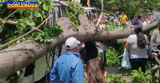 Un árbol aplastó a todos los ocupantes de un autobús en la Avenida México