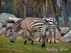 zebre