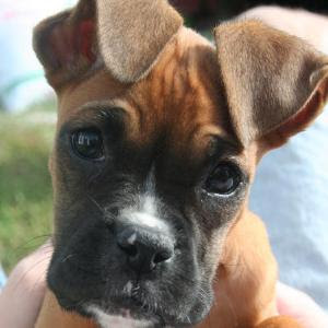 boxer dog breed