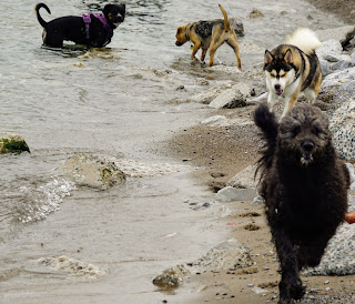 Dogs playing in Kew Gardens Dog Park Off-leash in Toronto Beaches