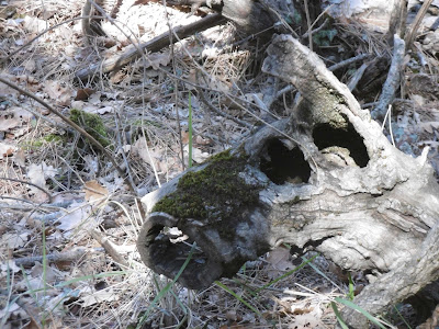 Bois de Lagremuse, malooka