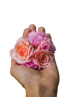 Rose Flower PNG Clipart Image Transparent Background Free Download